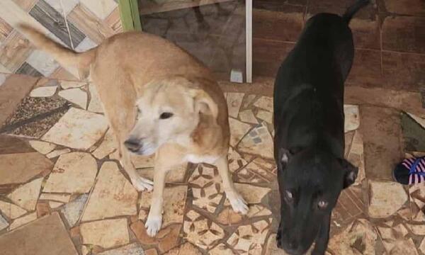 Valientes de cuatro patas: Perros repelen a delincuentes durante un robo en Concepción – Prensa 5