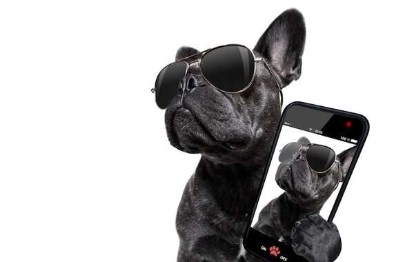 Qué razas de perro eligen las familias en América Latina - Mascotas - ABC Color