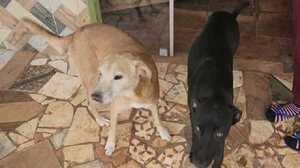 Perros evitan robo mayor en despensa de Concepción - Noticiero Paraguay