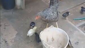 Impotencia: Harta de los ladrones, decidió rematar todas sus gallinas