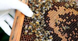 La Nación / Miel de abeja producida en Ñeembucú es el primer producto con indicación geográfica