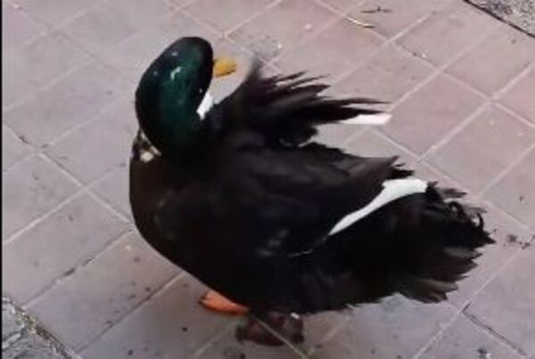 Popular / ¡Insólito! En Argentina denunciaron al pato de una florista por "atacar" a sus perros