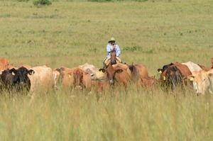 El buen manejo de pasturas y forrajes mejora la eficiencia y resiliencia de la ganadería