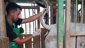 Muestreo de caracterización de riesgo sanitario para Brucelosis bovina, arranca el 18 de agosto