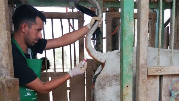 Muestreo de caracterización de riesgo sanitario para Brucelosis bovina, arranca el 18 de agosto