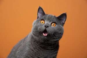 Día Internacional del Gato: cómo calcular la edad de tu gato en años humanos  - Mascotas - ABC Color