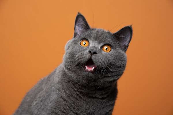 Día Internacional del Gato: cómo calcular la edad de tu gato en años humanos  - Mascotas - ABC Color