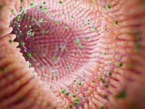 La microbiota y su potencial para prevenir la depresión - Ciencia - ABC Color
