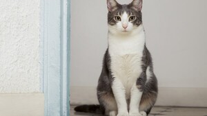 El cordero gana terreno como proteína clave en la nutrición para mascotas