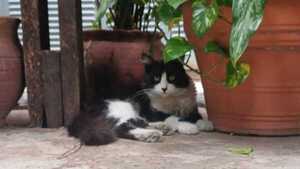 ¡Hoy mandan los michis! Día del Gato con 10 curiosidades, mimos y ronroneos