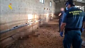 Conmoción en España tras hallazgo de 32 perros muertos por hambre en una finca