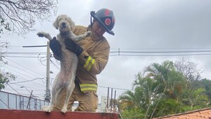Firu hizo de las suyas: subió al techo y ya no supo cómo bajar