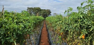 Con apoyo técnico del Ministerio de Agricultura, productor comercializa 500 kilos de tomate - .::Agencia IP::.
