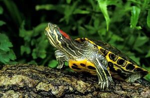 Curiosidades de la tortuga de orejas rojas: la mascota acuática que desafía mitos y exige cuidados - Mascotas - ABC Color