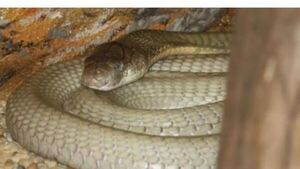 Peque de un año mordió a una serpiente re venenosa en la cabeza y esto le salvó