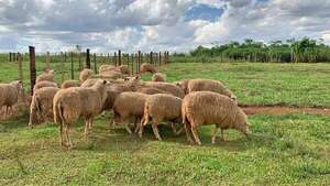 Raza FriSona es novedad, produce leche y carne - ABC Rural - ABC Color