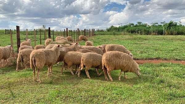 Raza FriSona es novedad, produce leche y carne - ABC Rural - ABC Color