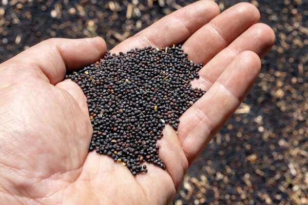 Simposio latinoamericano de canola muestra potencial del rubro - ABC Rural - ABC Color