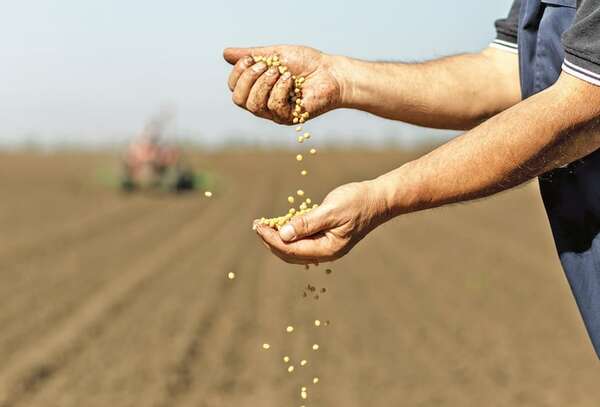 Soja: en sus marcas, listos, fuera - ABC Rural - ABC Color