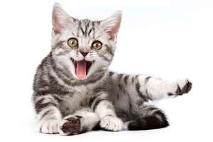 Minimalismo para gatos: lo esencial para su bienestar en casa - Mascotas - ABC Color
