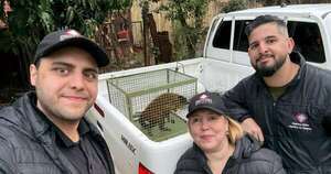 Diario HOY | Itapúa: rescatan a un mono maltratado