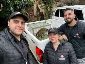 Rescatan a un mono por maltrato animal en Cambyretá - Nacionales - ABC Color