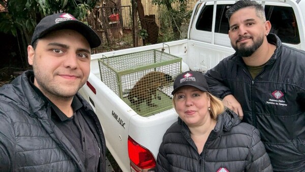 Rescatan a un mono tras denuncia de maltrato en Cambyretá