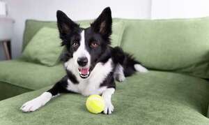 Ideas efectivas para mantener mentalmente estimulado a un Border Collie en un departamento - Mascotas - ABC Color