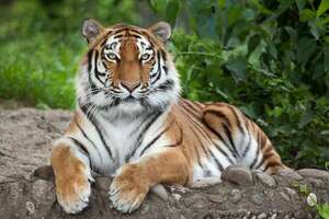 Rechazo materno en tigres: zoo alemán sacrifica crías de tigre siberiano - Ciencia - ABC Color
