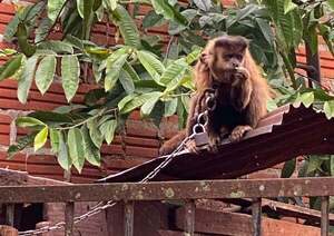 Rescatan a mono encadenado en vivienda de Cambyretá