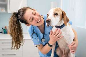 Día del Veterinario: cómo elegir al profesional ideal para cuidar de tu perro o gato - Mascotas - ABC Color