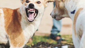 ¡De terror! Tres perros atacaron a un nene de 11 años y casi lo matan