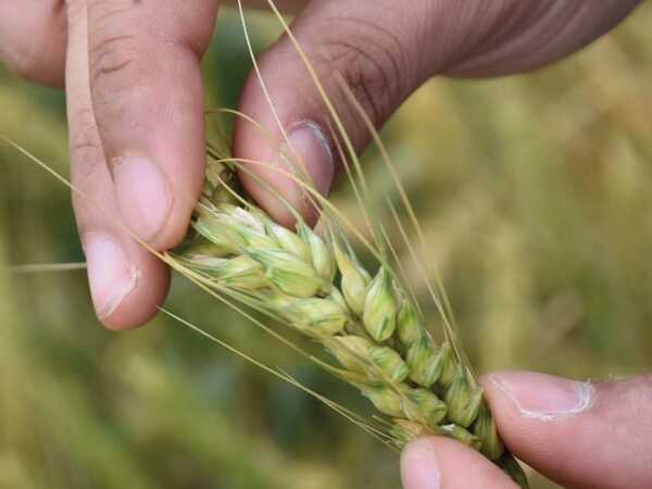 Cosecha de trigo con buenas perspectivas pese a reducción de área