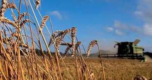 La Nación / Productores esperan buenos rendimientos de trigo gracias a clima favorable