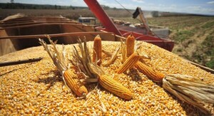Los futuros del trigo, el maíz y la soja de Chicago cotizaron a la baja