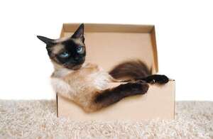 Gatos ideales para solteros activos: razas que se adaptan a tu estilo de vida - Mascotas - ABC Color