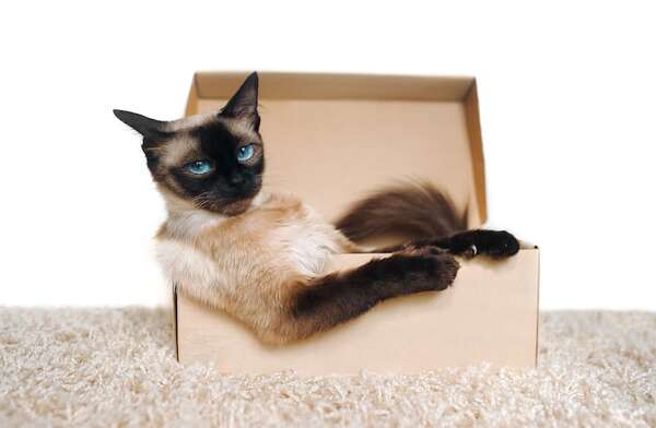 Gatos ideales para solteros activos: razas que se adaptan a tu estilo de vida - Mascotas - ABC Color