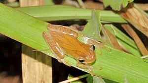 Detectan 18 especies de anfibios y un humedal en reserva