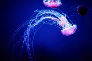 Medusas paralizan temporalmente la mayor central nuclear de Europa Occidental - Ciencia - ABC Color