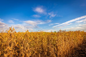Productores esperan buenos rendimientos de trigo gracias a clima favorable