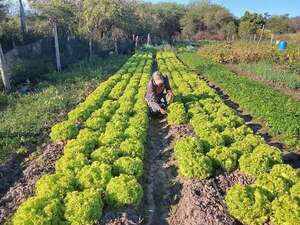 En medio de la orfandad estatal, productor se destaca en el cultivo de hortalizas en Fuerte Olimpo - Noticias del Chaco - ABC Color