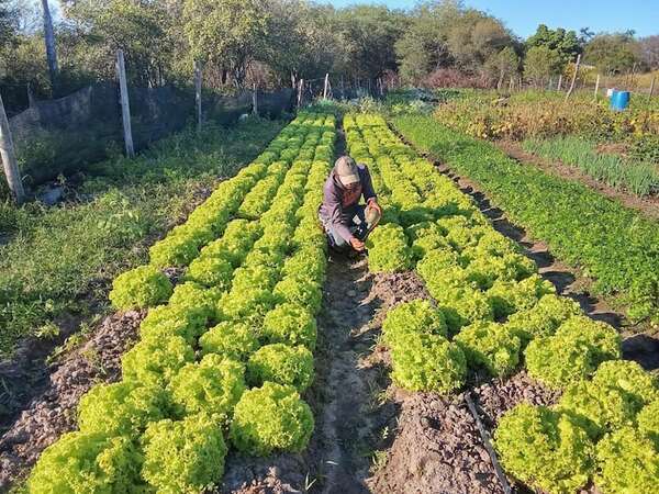En medio de la orfandad estatal, productor se destaca en el cultivo de hortalizas en Fuerte Olimpo - Noticias del Chaco - ABC Color