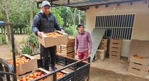 Productor logra comercializar 500 kg de tomate con apoyo técnico del MAG