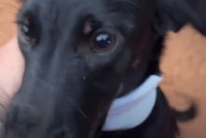 Rescatista denunció que una mujer quiso sacrificar a su perrita por ser juguetona - Noticiero Paraguay