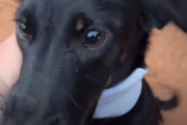 Rescatista denunció que una mujer quiso sacrificar a su perrita por ser juguetona - Noticiero Paraguay