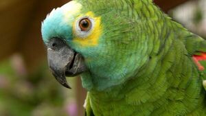 Para proteger a loros y guacamayos, Mades firma convenio con una organización de EEUU