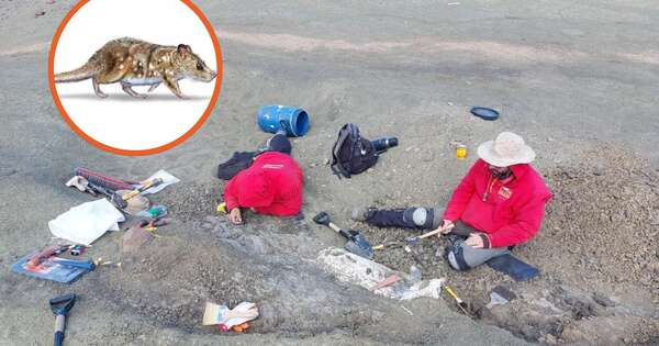 Diario HOY | Hallan en Chile fósil de un mamífero de la era de los dinosaurios