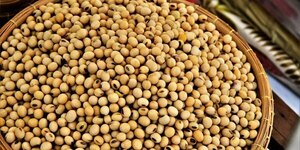 Los futuros de la soja estadounidense subieron a un máximo de dos semanas
