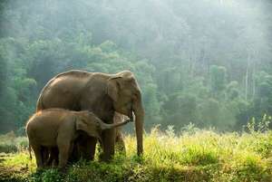 Por qué los elefantes son clave: Día Mundial del Elefante y su rol ecológico fundamental - Ciencia - ABC Color