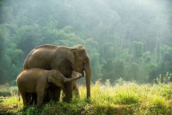 Por qué los elefantes son clave: Día Mundial del Elefante y su rol ecológico fundamental - Ciencia - ABC Color